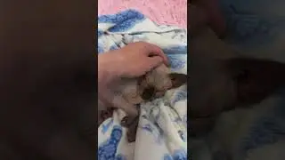 зверь.