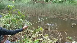 SEBANYAK INI KA‼️IKAN DI RAWA INI MAS BRO HANYA HITUNGAN DETIK IKAN MENDARAT