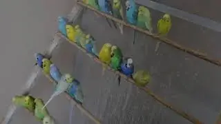 СТАЯ 2019
