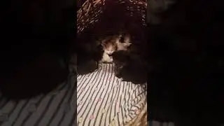 котятам 3 недели