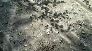 Ginger Cultivation