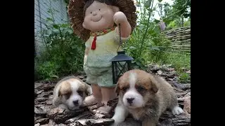 Первые дни щенка корги в вашем доме. Гуляем и разговариваем.