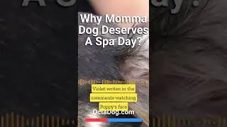 Does This Momma Dog Deserves A Spa Day? #shorts #dogs #dogshorts (OctaDog.com)