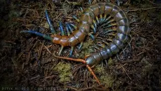 Ethmostigmus sp. "Blue tip" Mindanao