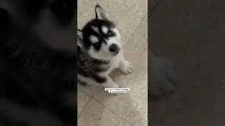 Husky puppy waiting for ? Cheeni ke puppy review reloaded 