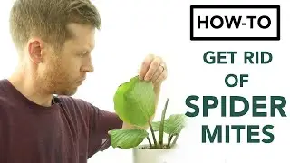 How to IDENTIFY and GET RID of Spider Mites! | Houseplant How-to 007