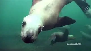 sea lion cruch