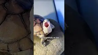 A turtle breathing with its neck hanging 