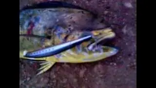 Duo Tide Minnow Slim 120 Flyer (Lampuga-Κυνηγός)