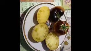 Томат ВЕЛИКОЛЕПНЫЙ БЕЛЫЙ +П20. Коллекционный сорт. Ярославская обл.