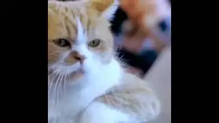 Нет радости
