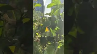 Весь бергамот в цветах