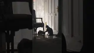Murka