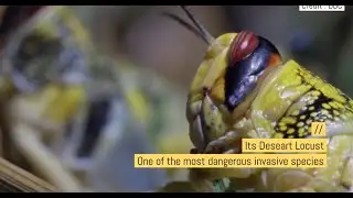 What is locust (टिड्डी) and how to control desert locust?