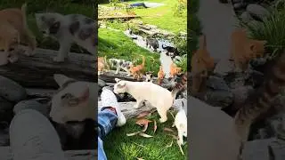 😂Funny cats episode 9 #shorts