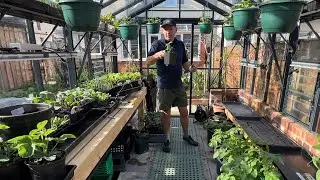 My potato growing production line