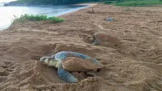 LA GUYANE EN FAMILLE #13 - Arribada de tortues olivâtres.