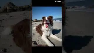 dogs
