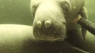 Swimming with Manatee's and Penguins