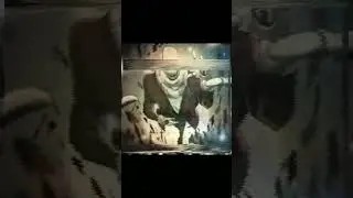história do w.d.f sans ( história dos inscritos)