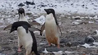 ADELIE PENGUINS & CHICKS IN PAULET ISLAND, ANTARCTICA