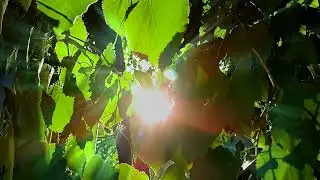 ФУТАЖ лето и солнце