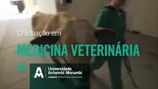 MEDICINA VETERINÁRIA: motivos para estudar na Anhembi Morumbi