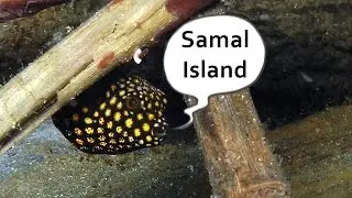 Guineafowl Pufferfish (juvenile)