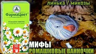 MYTHS OF CHAMOMILE BATHS▷Moulting/Mycoses in red-eared turtles