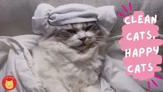 Clean Cats, Happy Cats