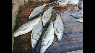 মাছ ১০০ টাকা কেজি চাঁদ আলী বাজার কয়রা খুলনা এখানে সকল ধরনের মাছ পাওয়া যায় ।
