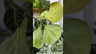 Веснушки у фикуса Голден ливс 😀✂️#фикусы