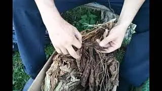 Жилкование табачного листа 🍀