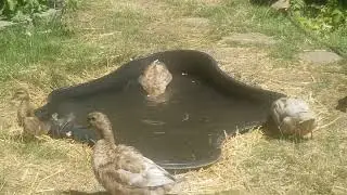 The 20-day-old ducklings go for a swim with their mamas