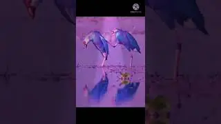 ಹಾರಿ ಹೊಂಟೆತಲ್ಲೋ ಗೆಳೆಯ ನನ್ನ ಪಾರಿವಾಳ..