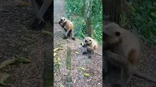 Langur Monkey Hungry #shorts #shortvideo #langurmonkey