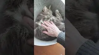 Характер ангельский!