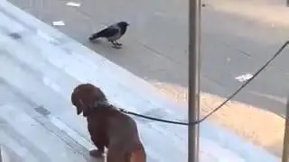 Krähe trollt Hund quallvoll