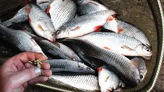 If only I had known earlier about the hairy pearl barley, a bait for crucian carp and roach.