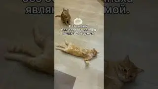 Do cats fart, and why?