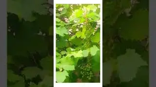#food #grape #foodlover #fruits #viral #viralshorts