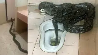 هاجمهم الثعبان في المرحاض.. هذا ما حدث!