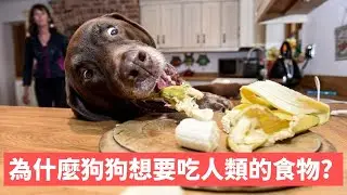 為什麼狗狗想要吃人類的食物?