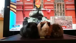 Празднование Дня Победы 9 мая. Парад на Красной площади