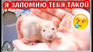 Не могла вам рассказать / грустные новости о КРЫСАХ / последнее видео Дарины / Alisa Easy Pets