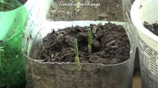 TIME LAPSE Corn Stalk Seedlings Growing, 5,000x (12Hrs) - Maize Growing