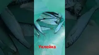 Бакля , уклейка на мормышку, будут жаренные чипсы.