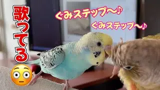 【グミキュンプリンセス】インコのぐみが歌ってみた　生後7か月の記録