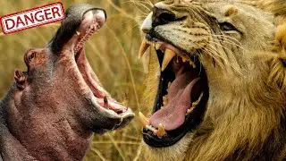 Most Dangerous Animal In The World