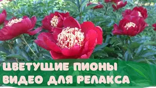 Пышное цветение пионов 2021 | Ботанический сад Владивосток